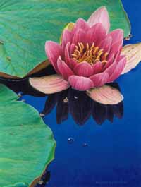 water lily